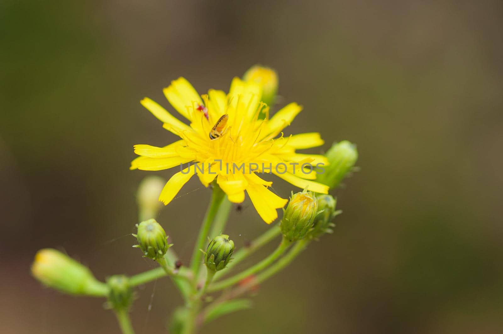 Yellow dandelion-like flowers, yellow wild flower with insect on it by shanserika