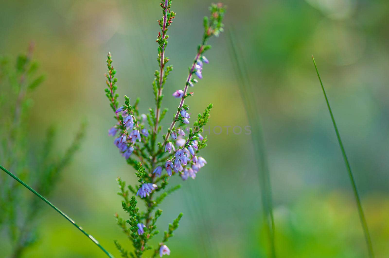 Blurred, abstract, natural background with delicate heather colors. Filmed with a low depth of field by shanserika
