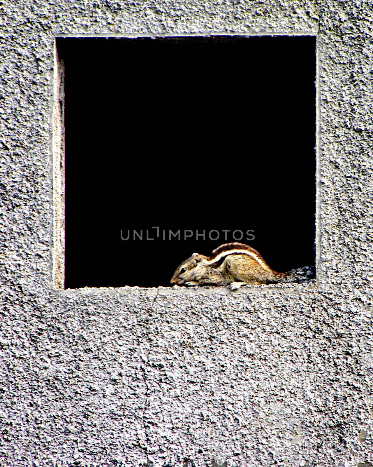 Indian Palm Squirrel(Funambulus palmarum) sitting in a square window of newly constructed house. by lalam