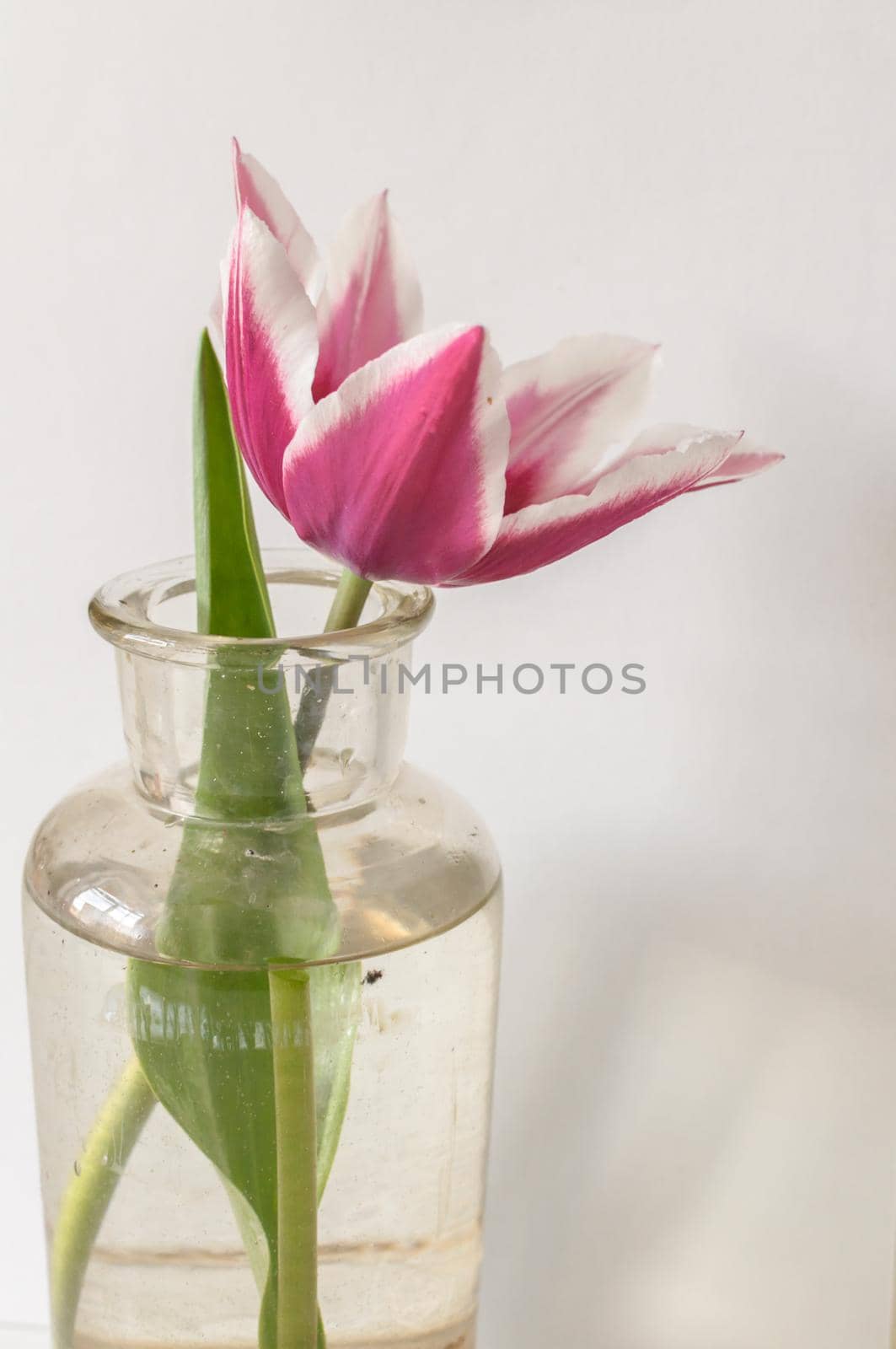 Close up view of beautiful red and white tulip flower in bottle isolated on grey by shanserika