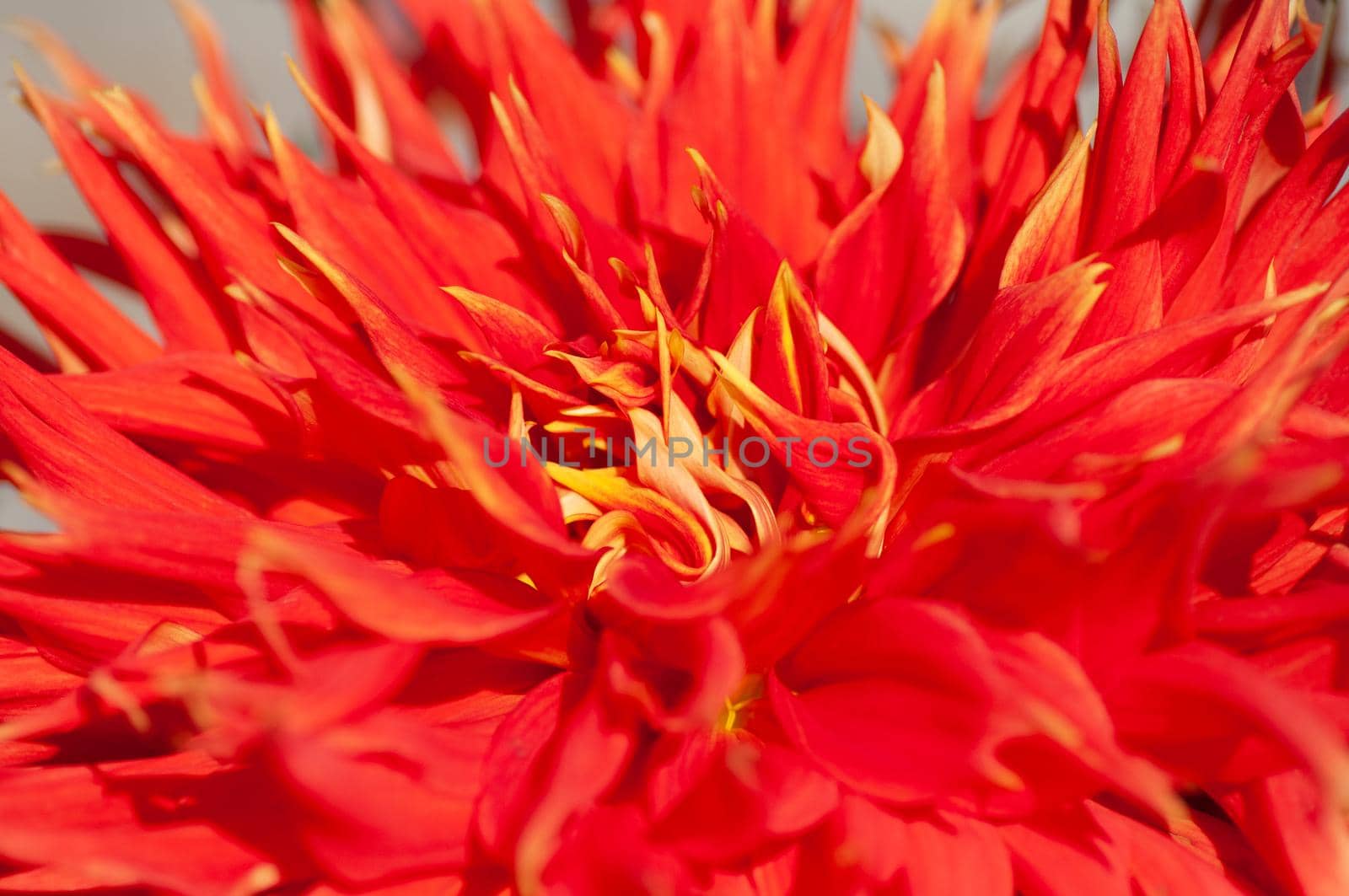 Bright red dahlia under soft sunset light growing outside in open air district garden close up, macro by shanserika