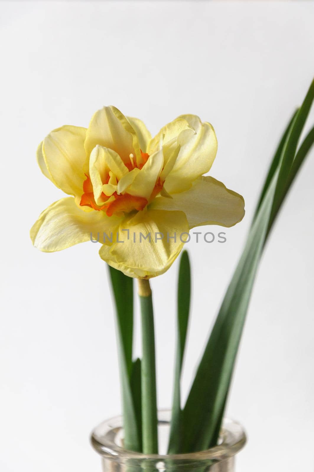 Close up view of beautiful yellow and red narciss flower in bottle isolated on grey background