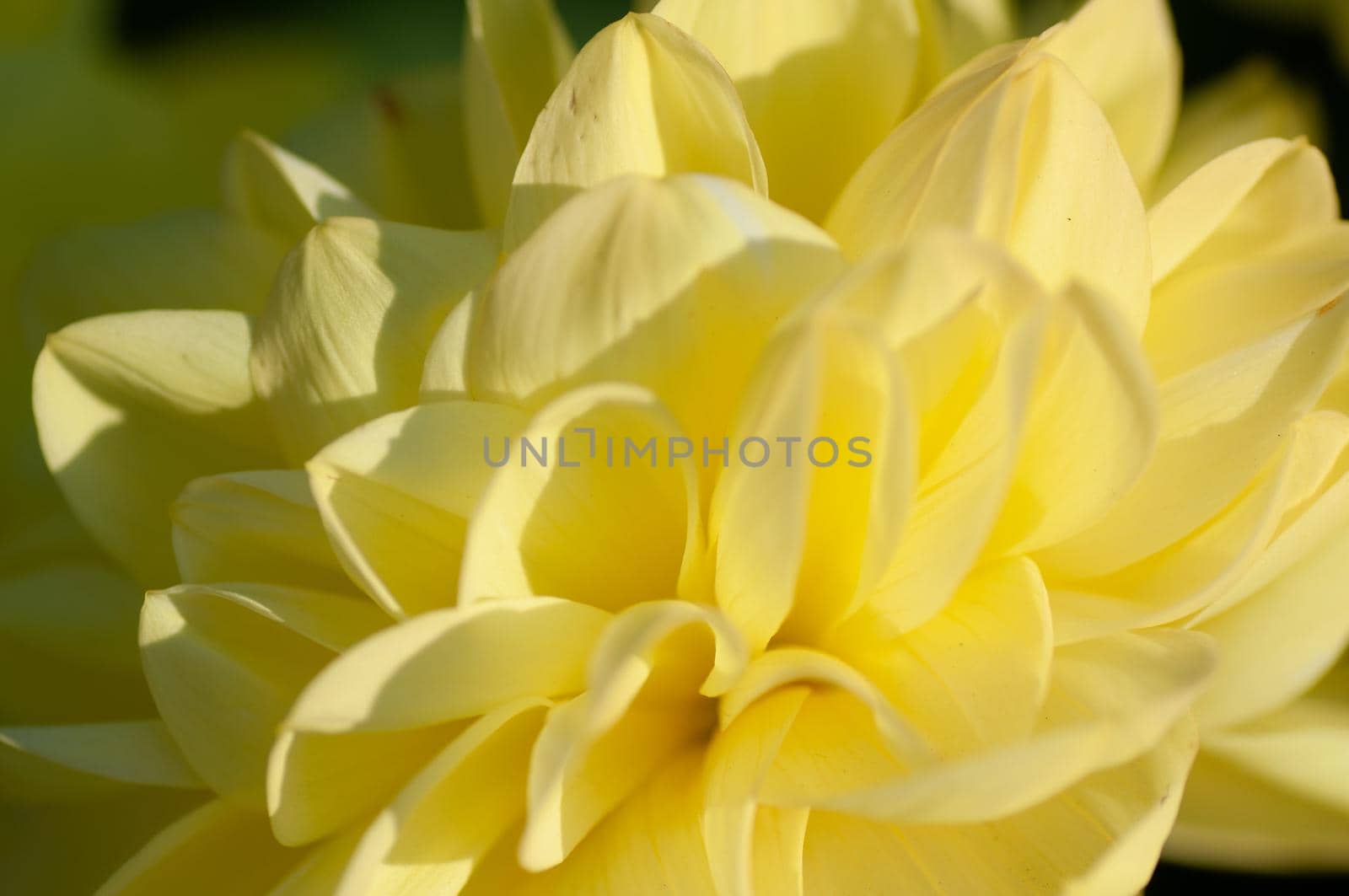Yellow dahlia under soft sunset light growing outside in open air district garden close up, macro by shanserika