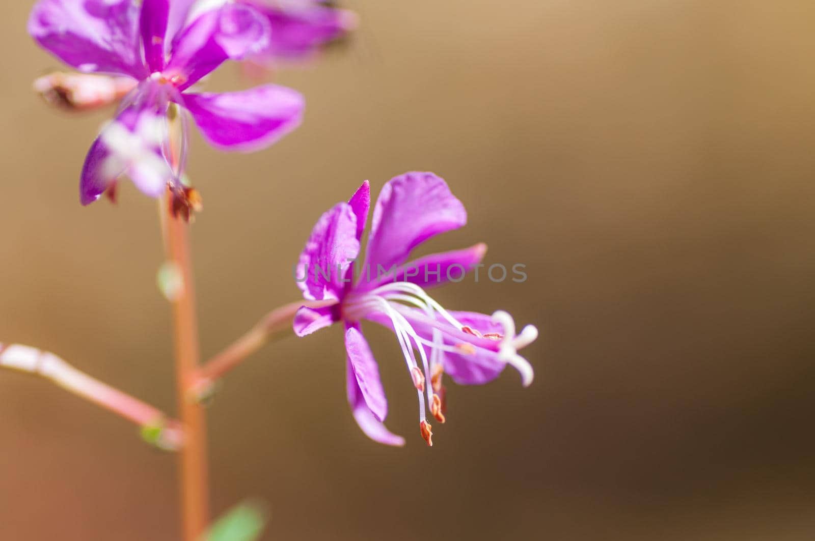 Chamerion angustifolium. Pink flower of willow blossoming in a daytime. Fireweed flower - selective focus. Blurred background.