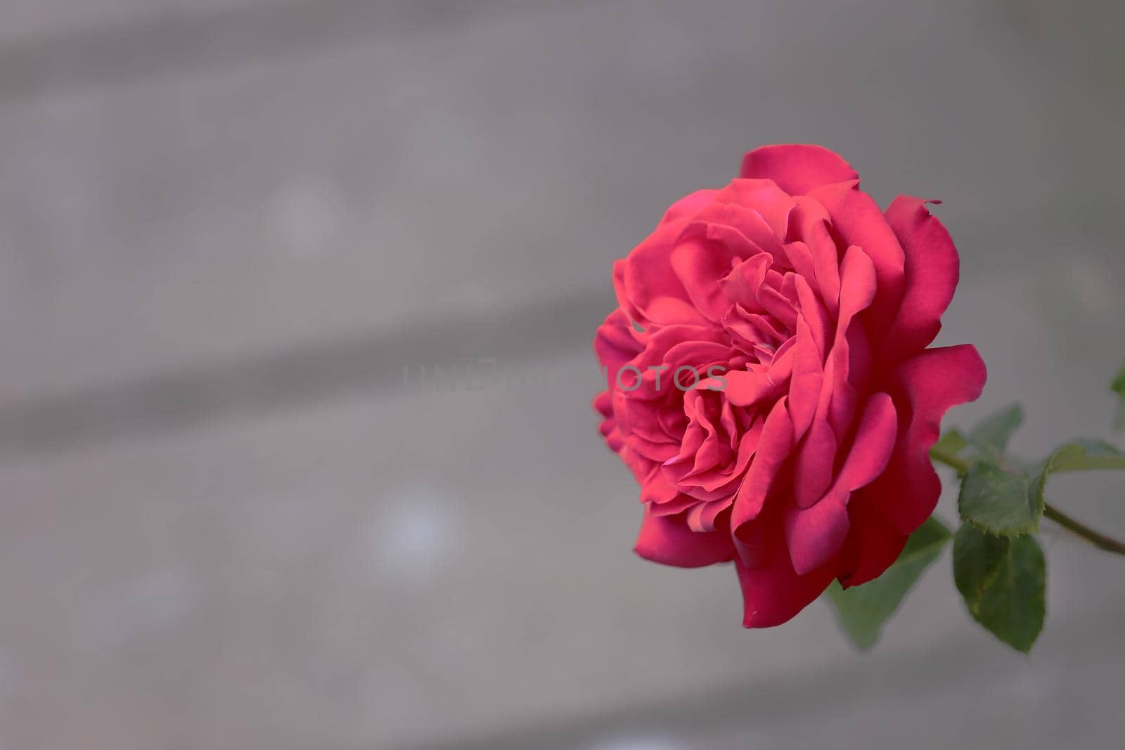 one red rose on blurred gray background