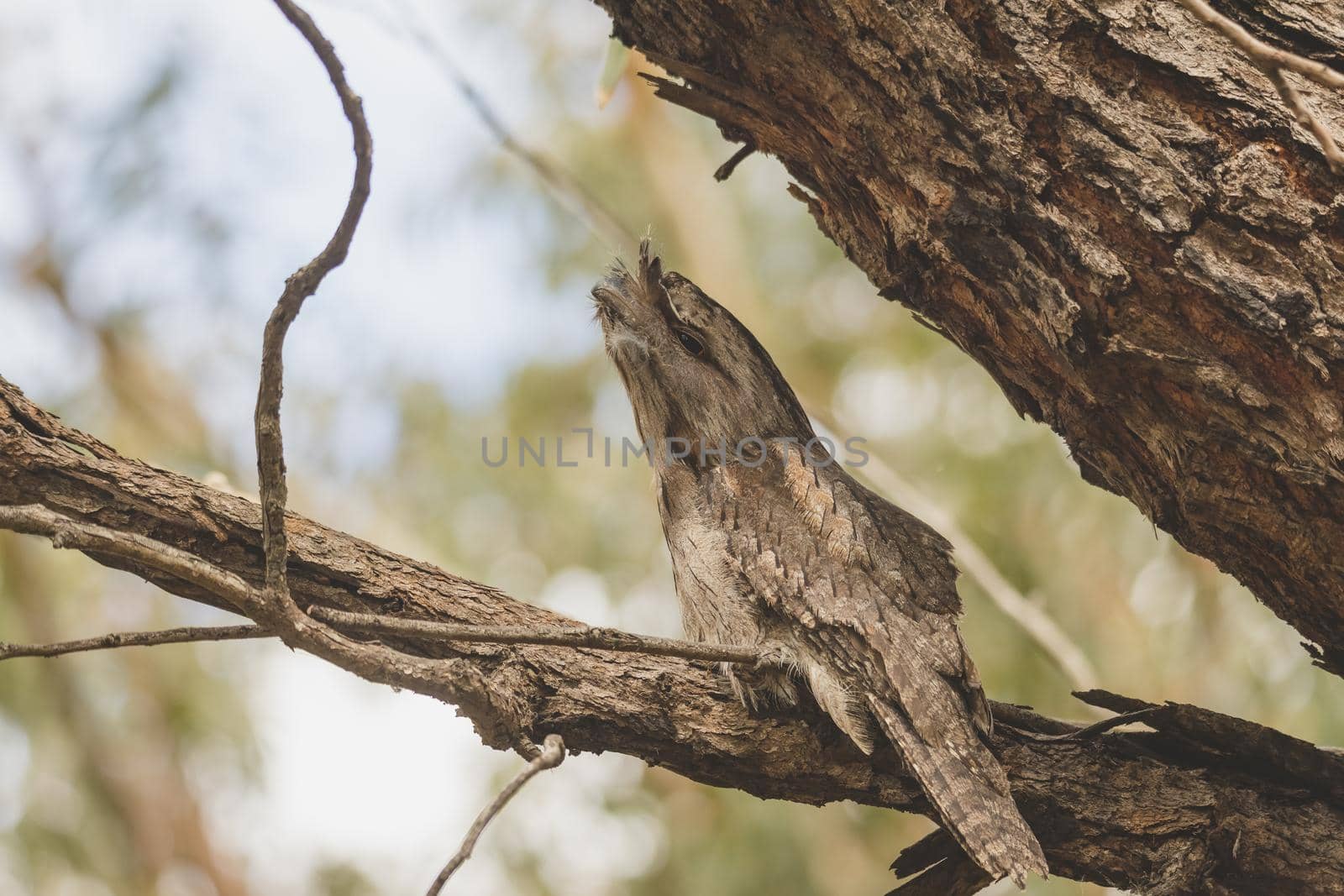 Tawny Frogmouth perched sleeping by day on a Paper Bark Tree. High quality photo