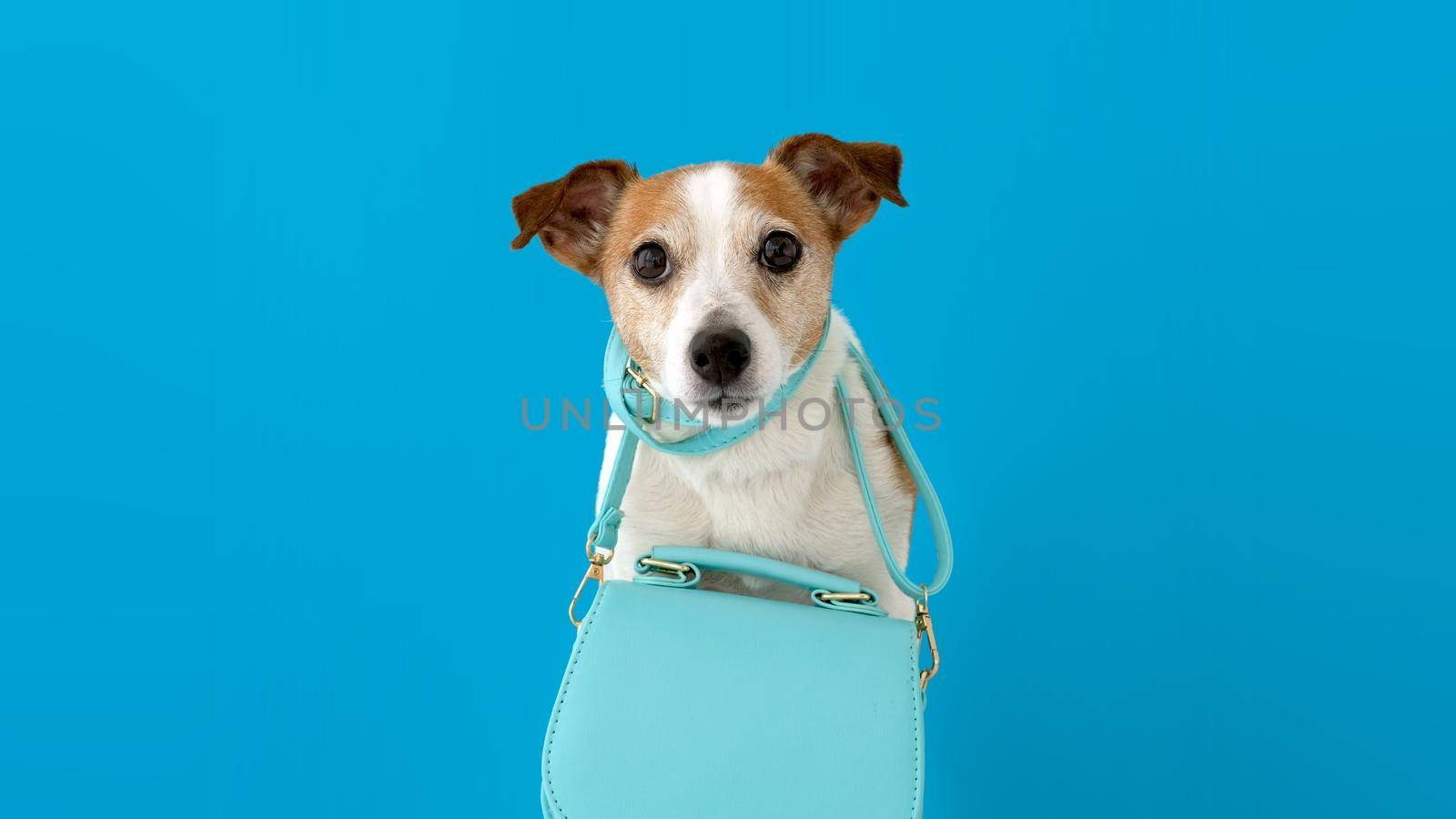 Cute dog with female handbag by Demkat
