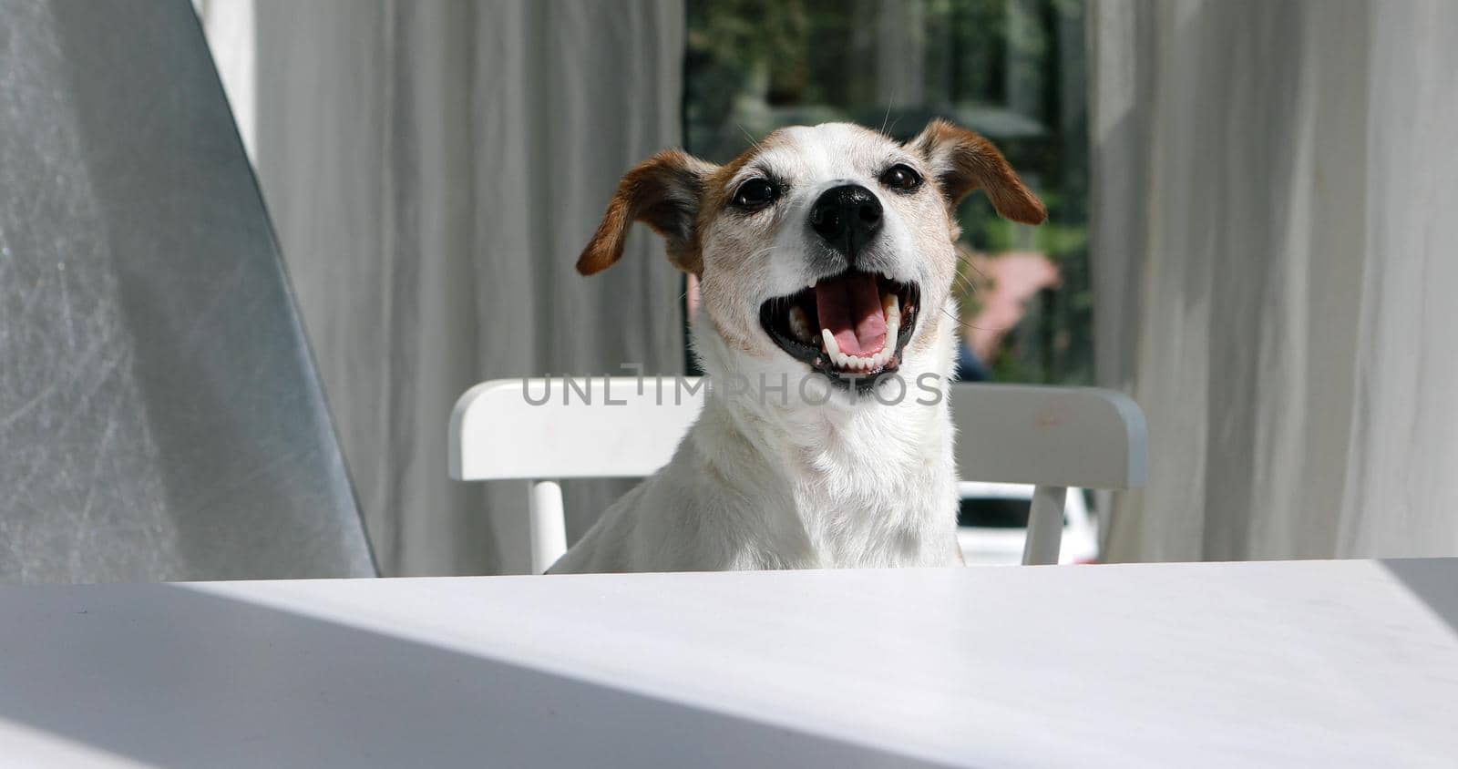 Happy Jack Russell Terrier dog sitting at table by Demkat