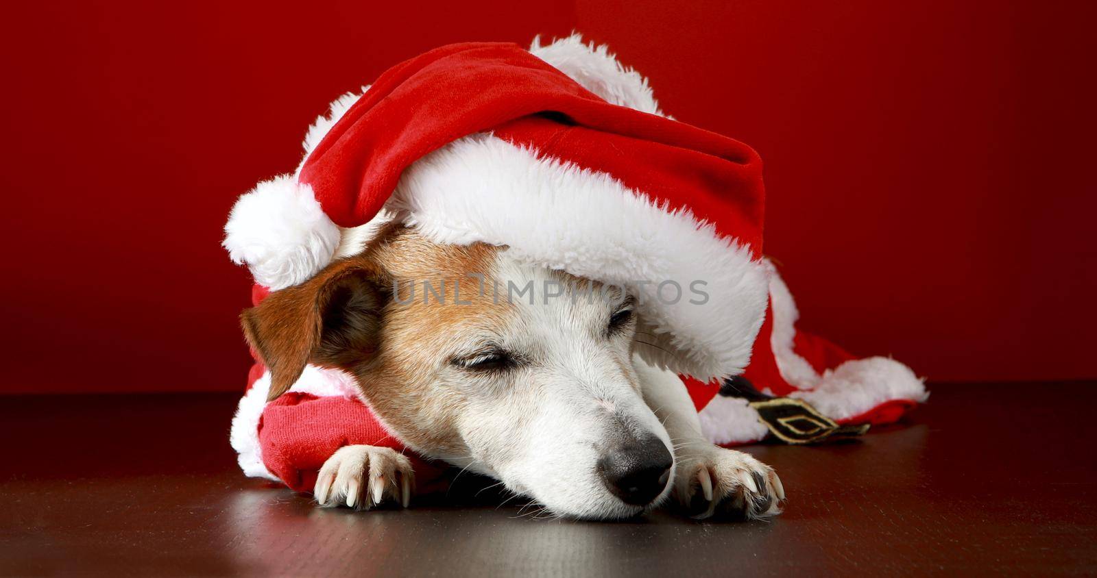 Adorable Jack Russell Terrier dog in Santa costume sleeping on floor on red background in studio