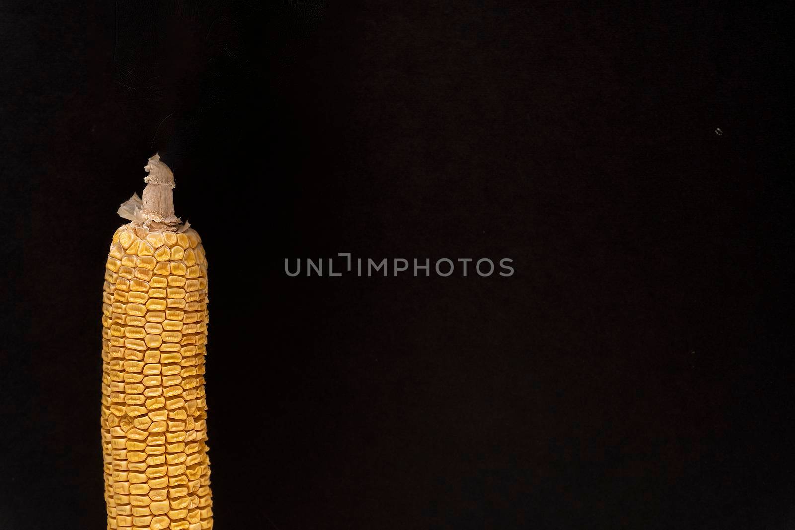 Closeup at the part of moldy yellow dried corn at black background on the left, copy space, spoiled product, macro.