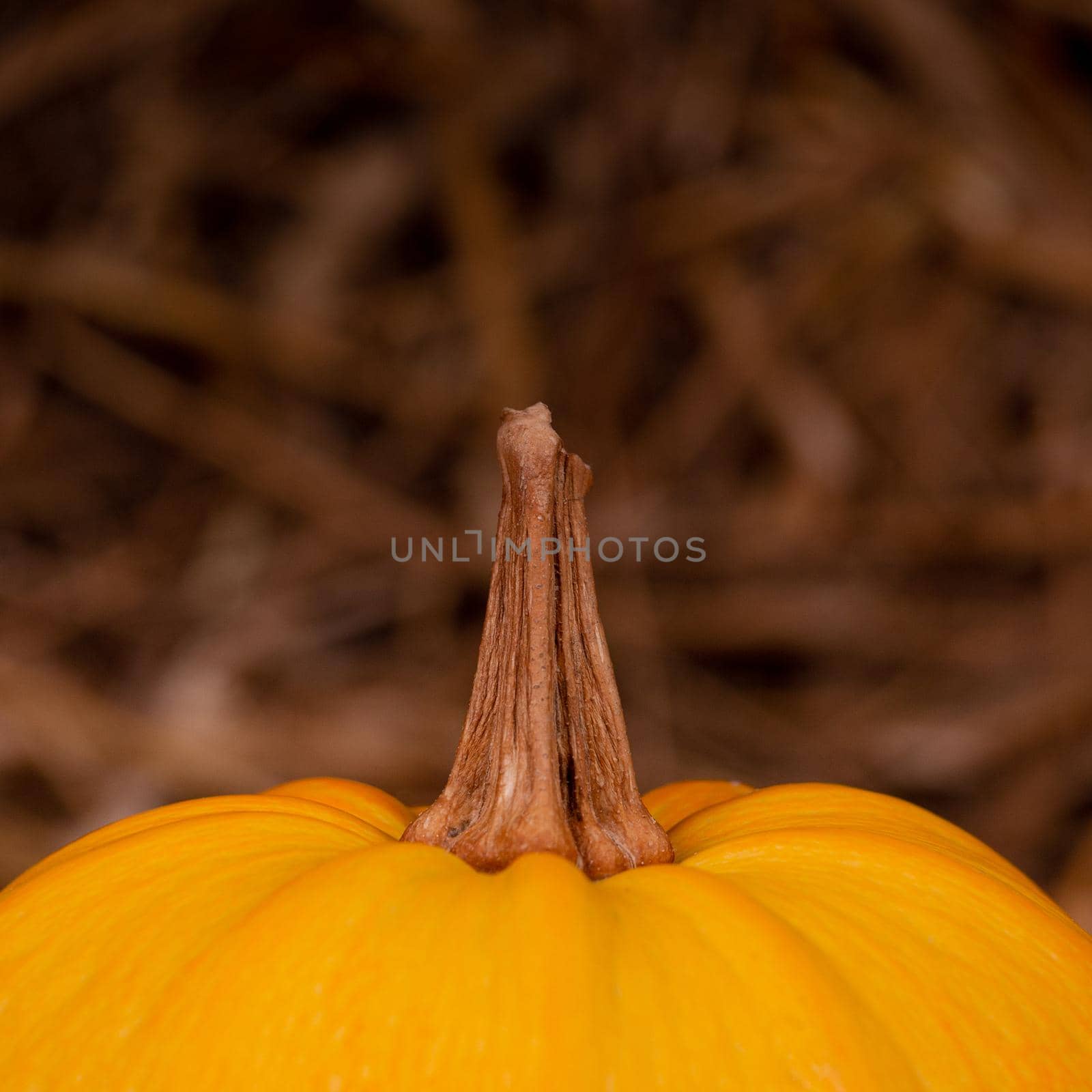 Big orange fresh pumpkin on hay. Thanksgiving day concept with copy space for text by lunarts