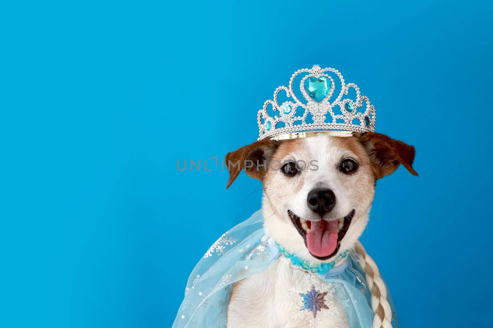 Jack russell terrier dog in princess costume with braid and cloak. Pampered princess pooch wearing a pale tulle and bejewelled. Party, halloween, etc blue background