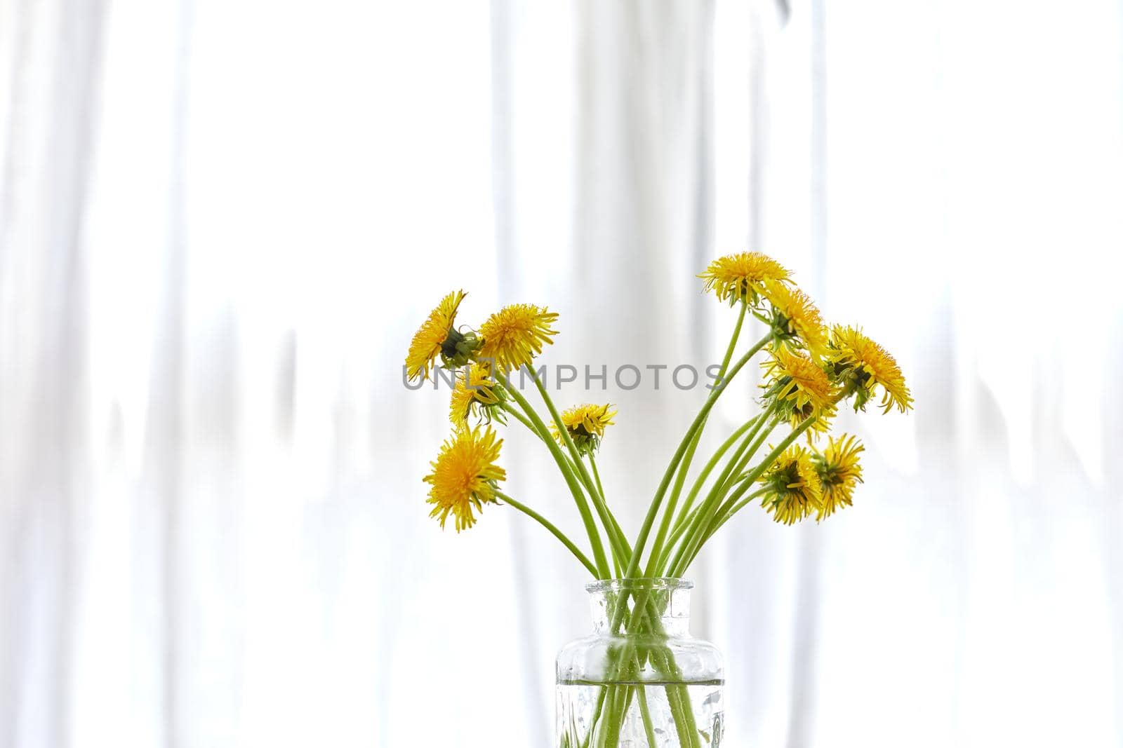 Bunch of fragrant yellow dandelions in glass vase placed in light room in daylight