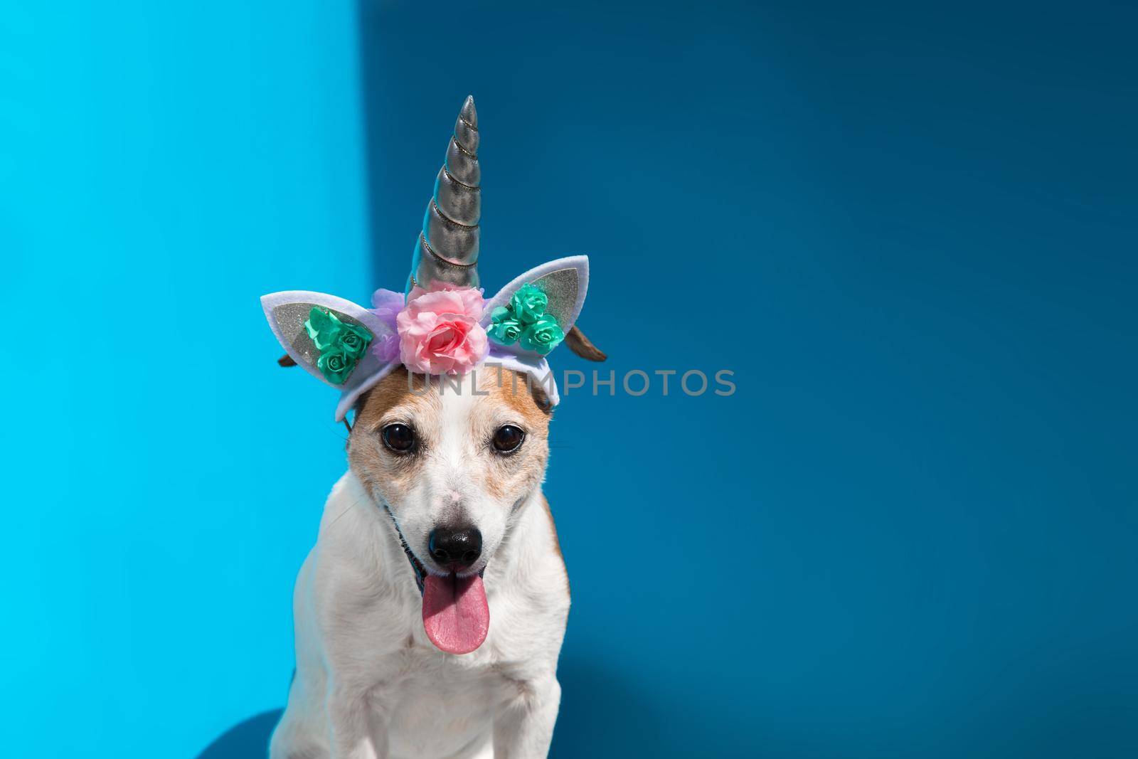 Cute Jack Russell terrier dog wearing headband with unicorn horn shows tongue out sitting on light blue background close view