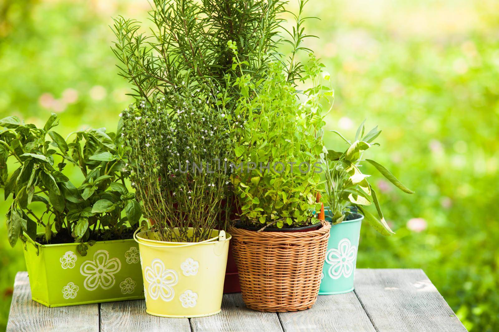 Cozy home garden with herbs - rosemary, sage, basil, thyme and oregano