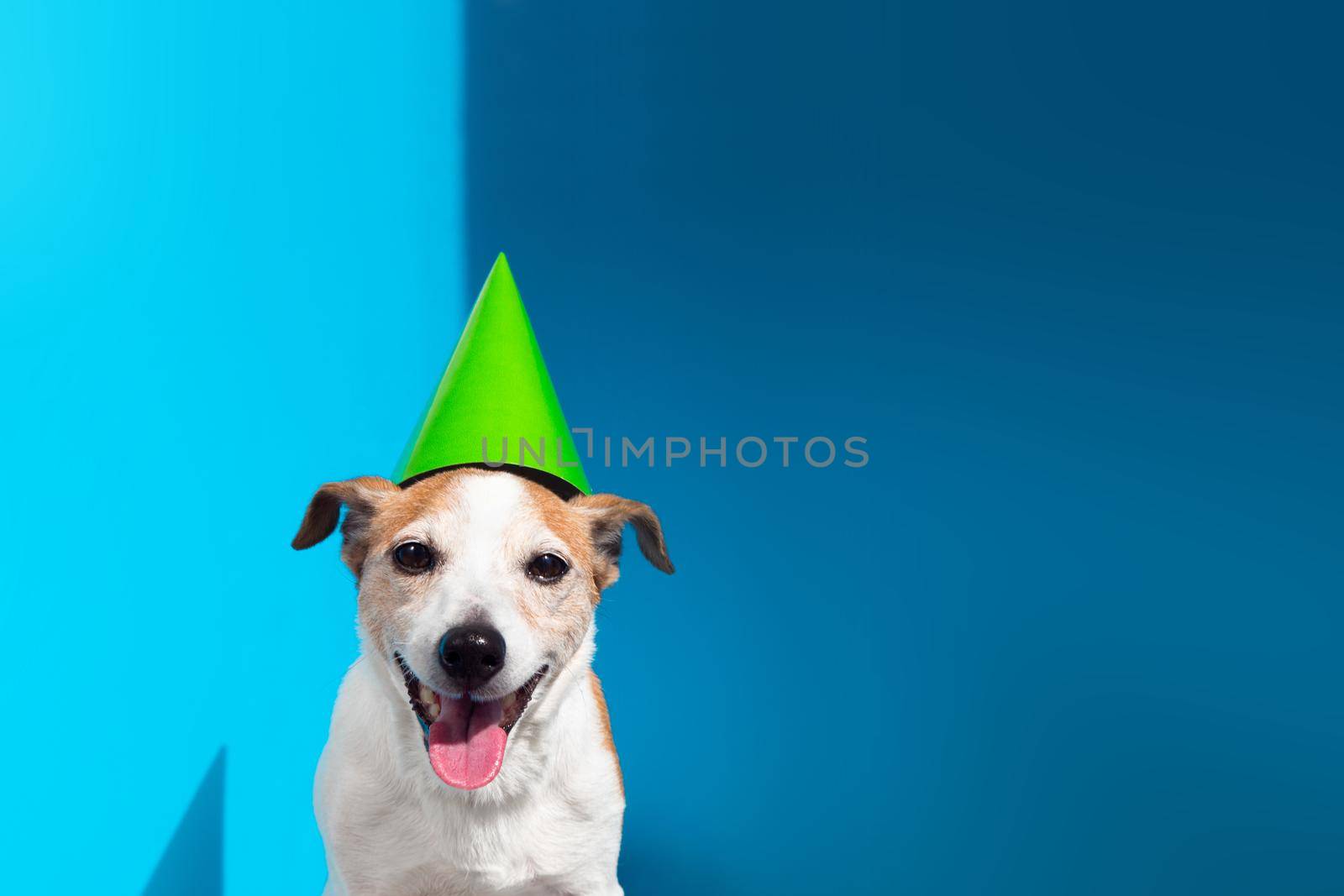 Cute Jack Russell terrier dog green party cone on shows tongue out sitting on light blue background close view