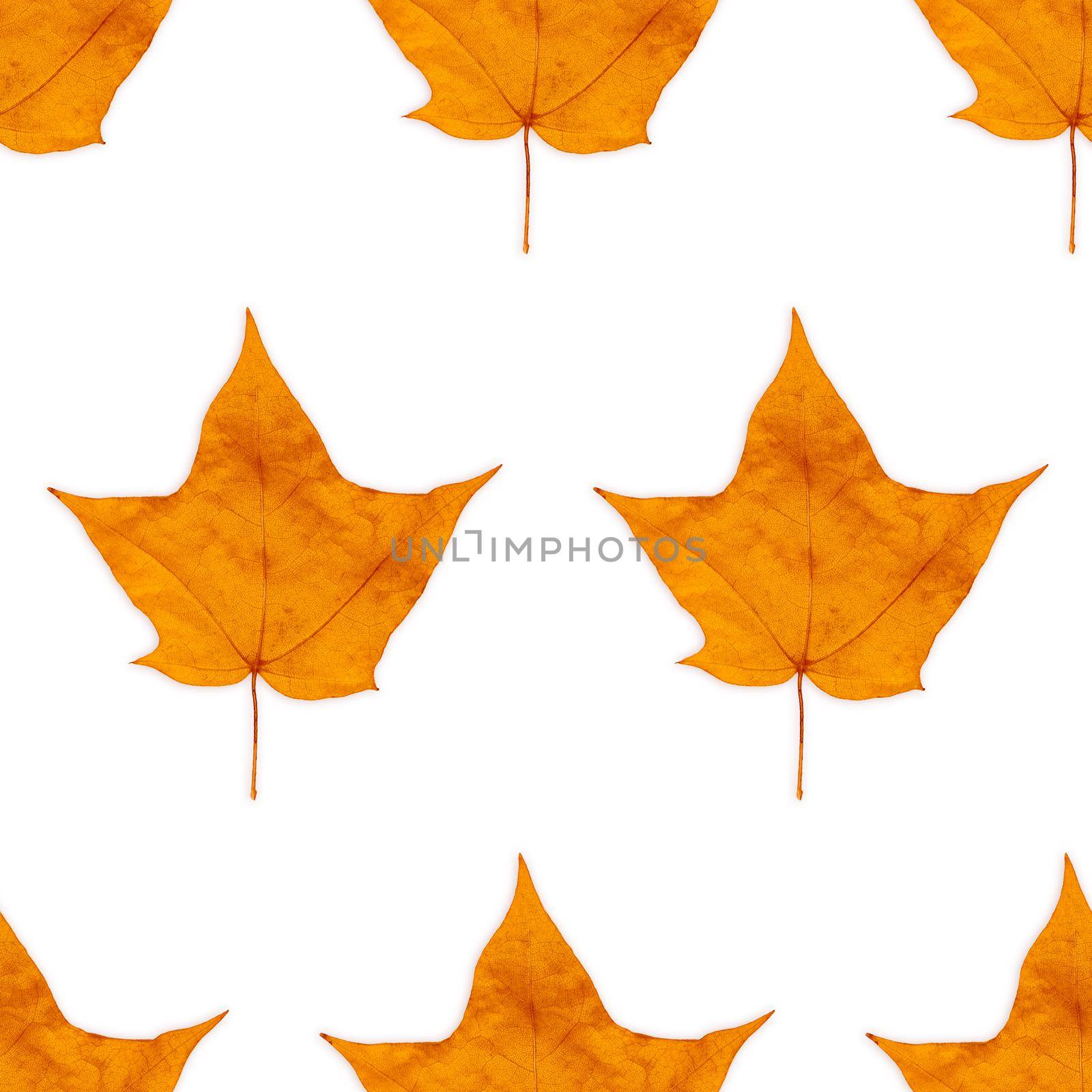 Autumn colorful maple-leaf seamless background pattern texture.