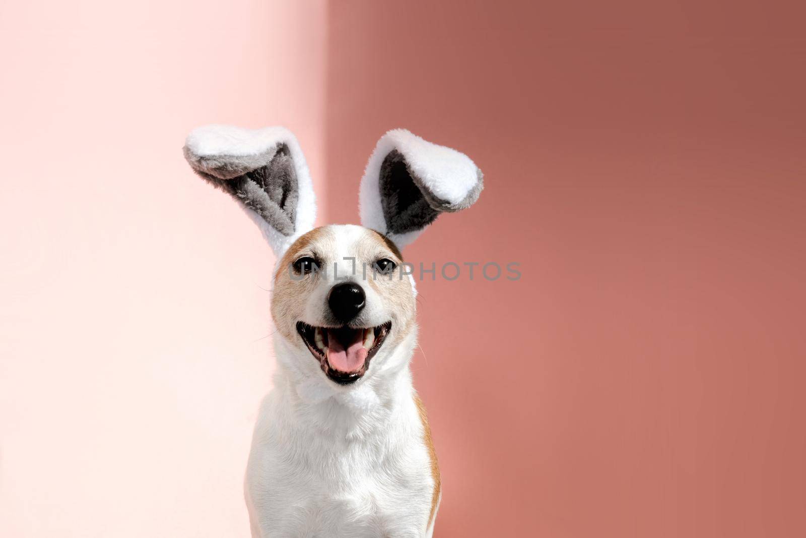 Jack Russell terrier with bunny ears looks at camera on pink by Demkat
