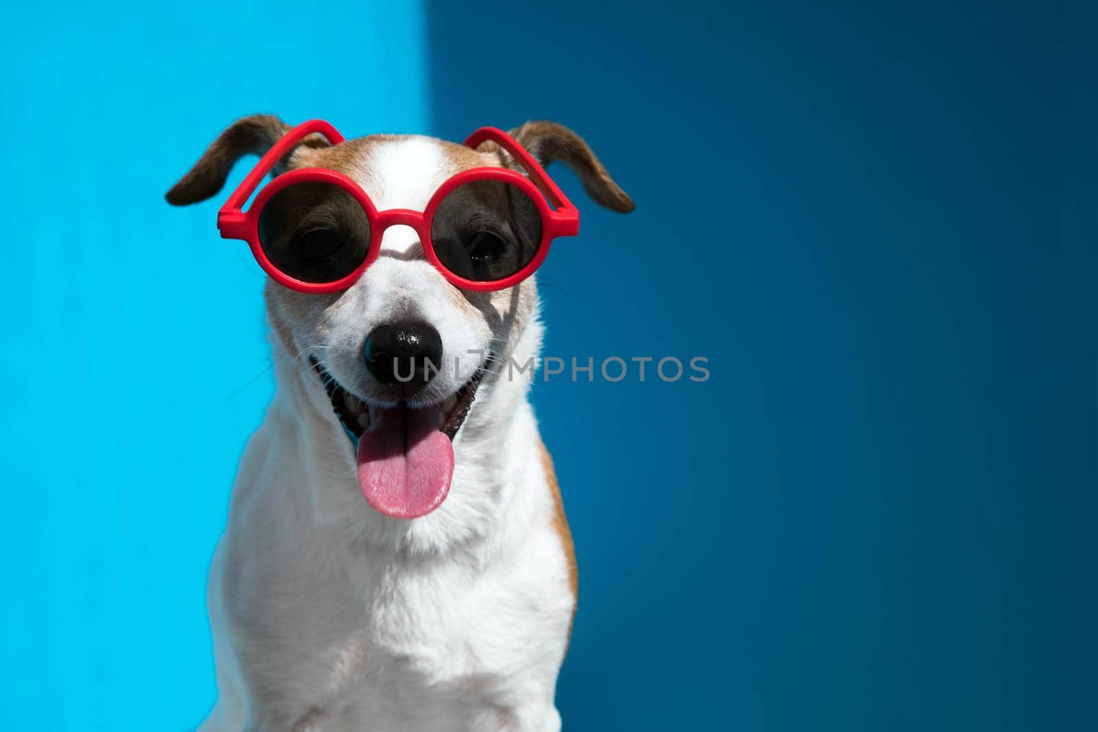 Jack Russell terrier in round red sunglasses looks at camera on blue by Demkat
