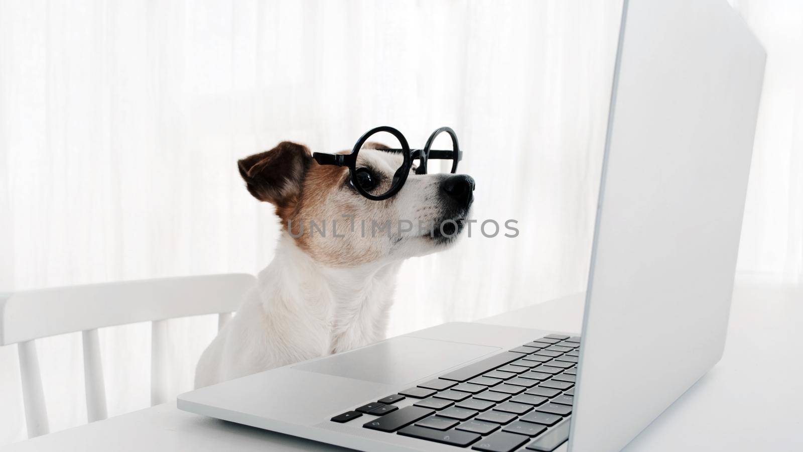 Dog using computer in nerd glasses laptop keyboard by Demkat