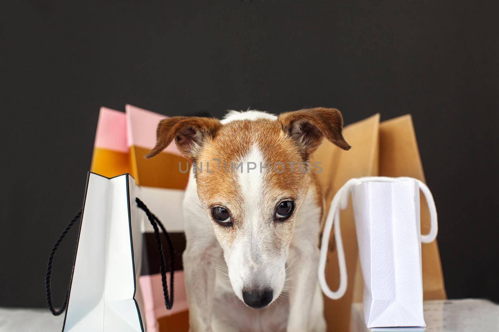 Cute dog near shopping bags by Demkat