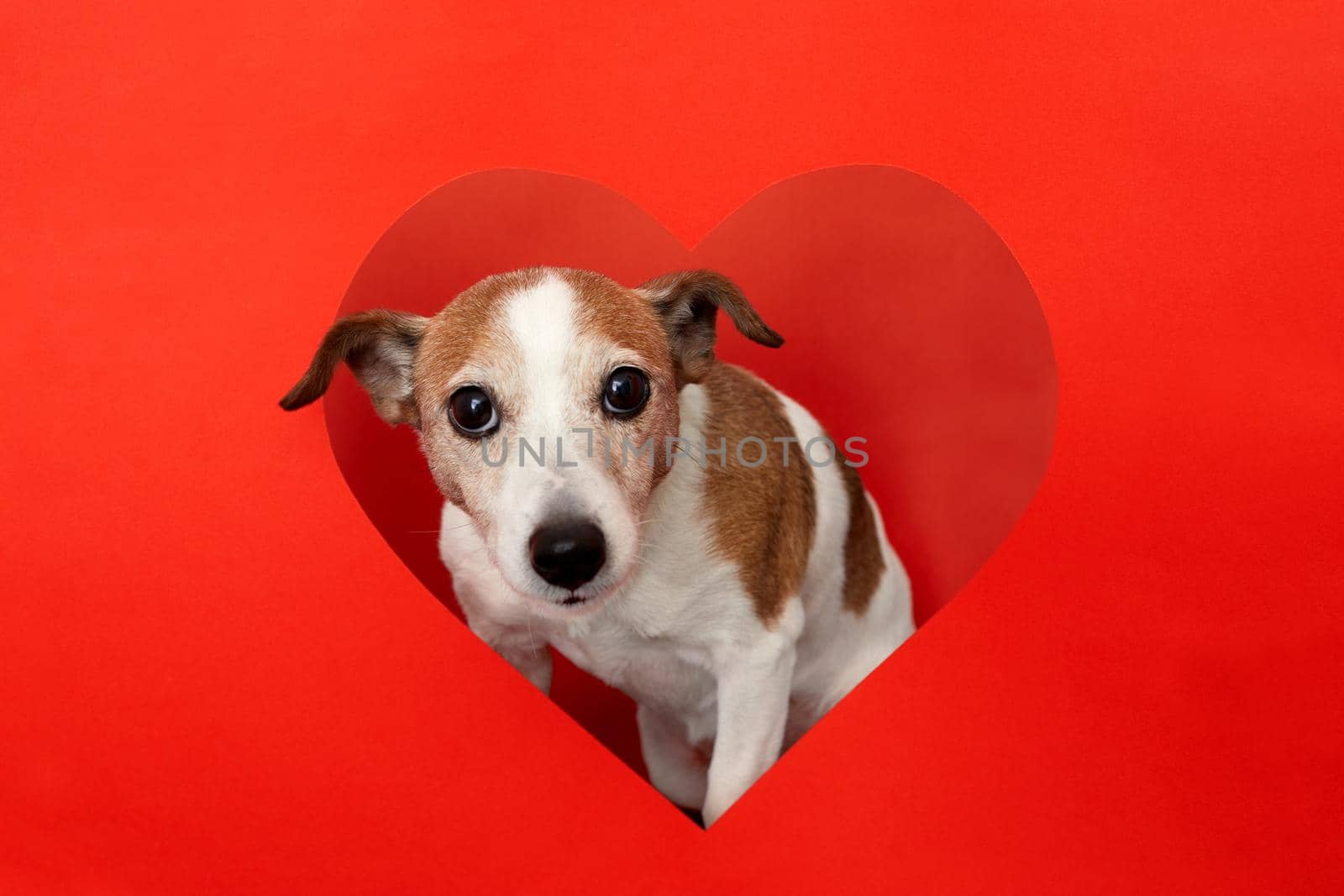 Dog peeking out heart shaped paper hole by Demkat
