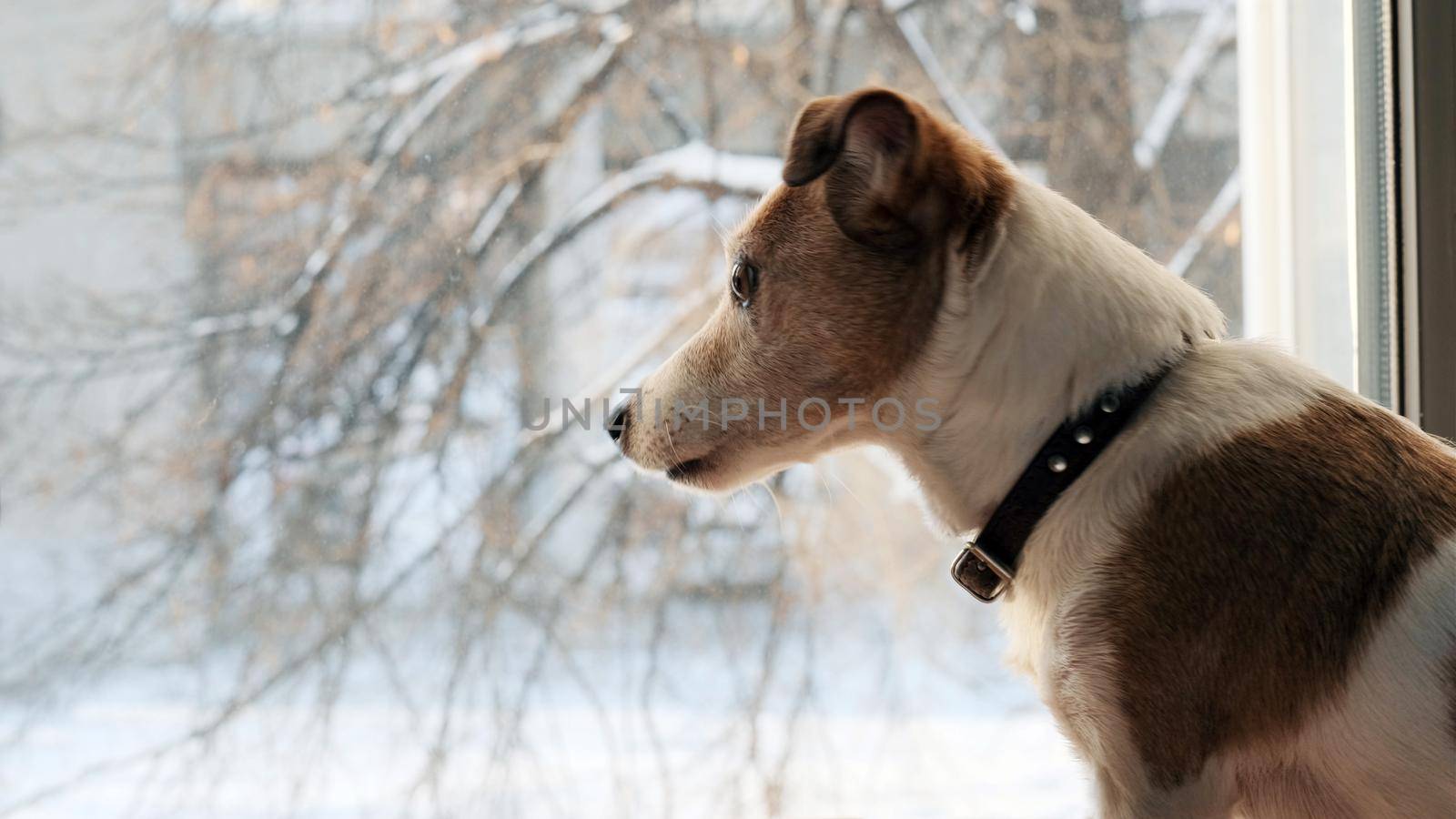 Dog jack srassell terrier looks out the window at falling snow in winter in the city