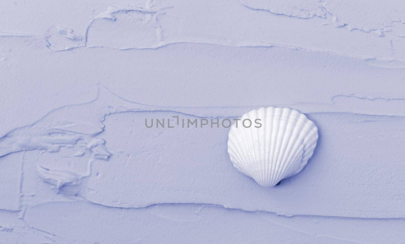 Isolated seashell on a purple background. Close-up of shell.