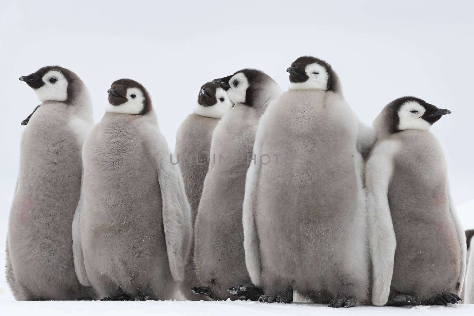 Emperor Penguins chicks at Snow Hill Antarctica 2018