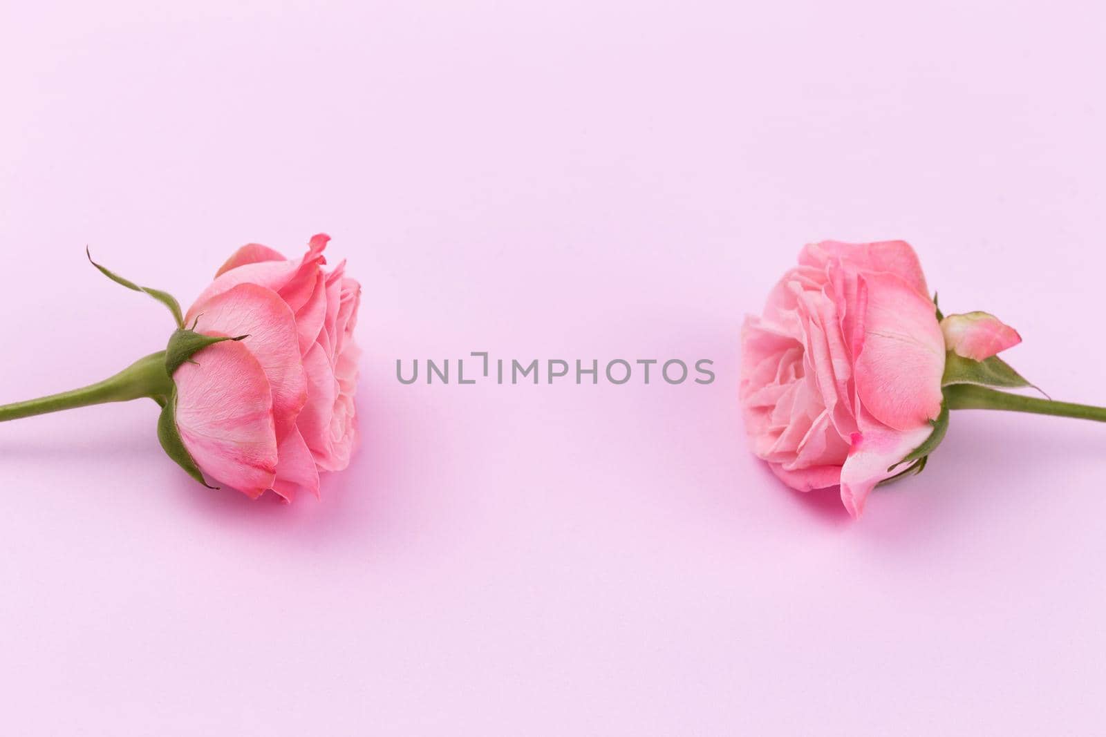 Two delicate roses on a beautiful pink background with space for text