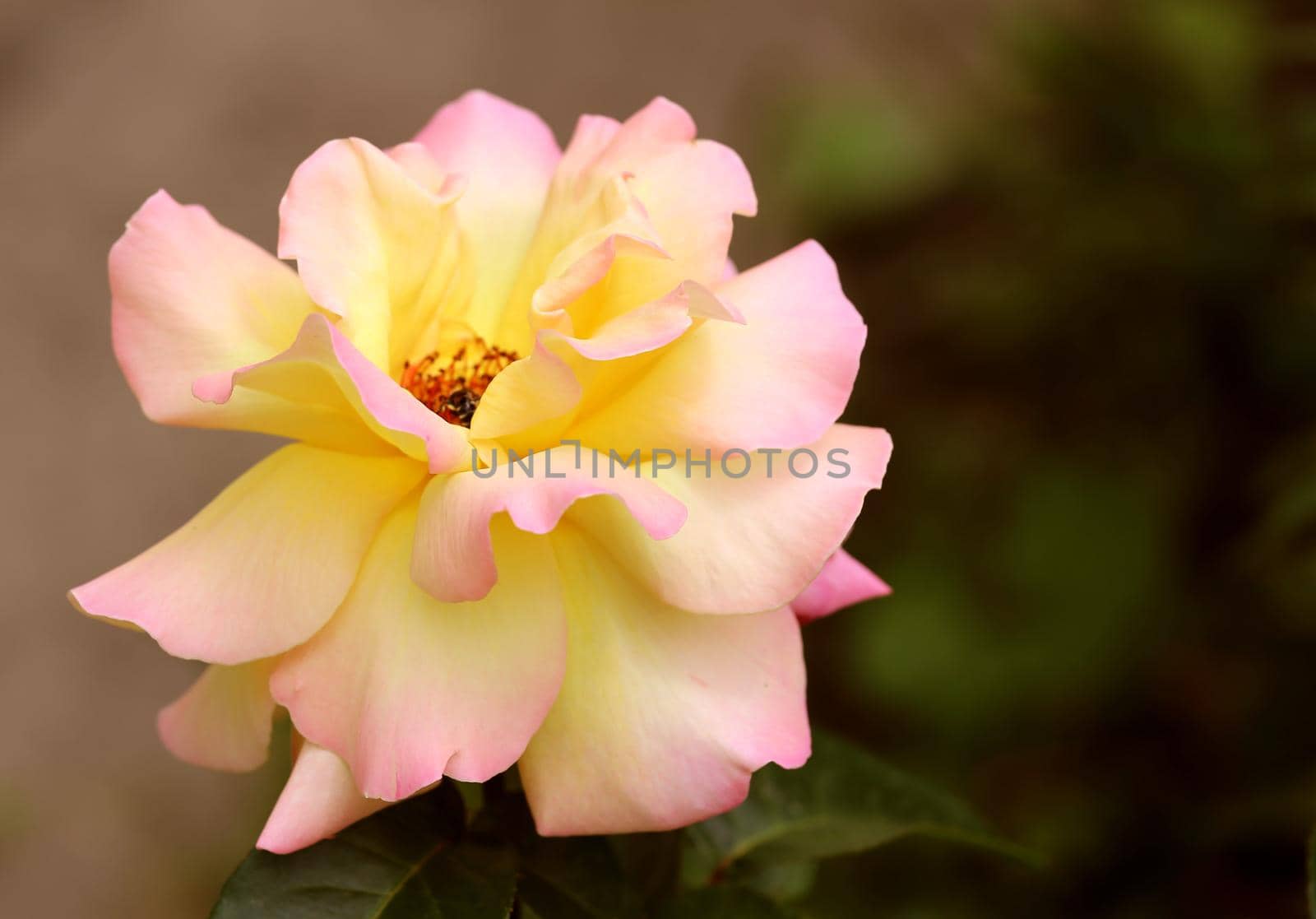 Rose has two colors, yellow and pink.