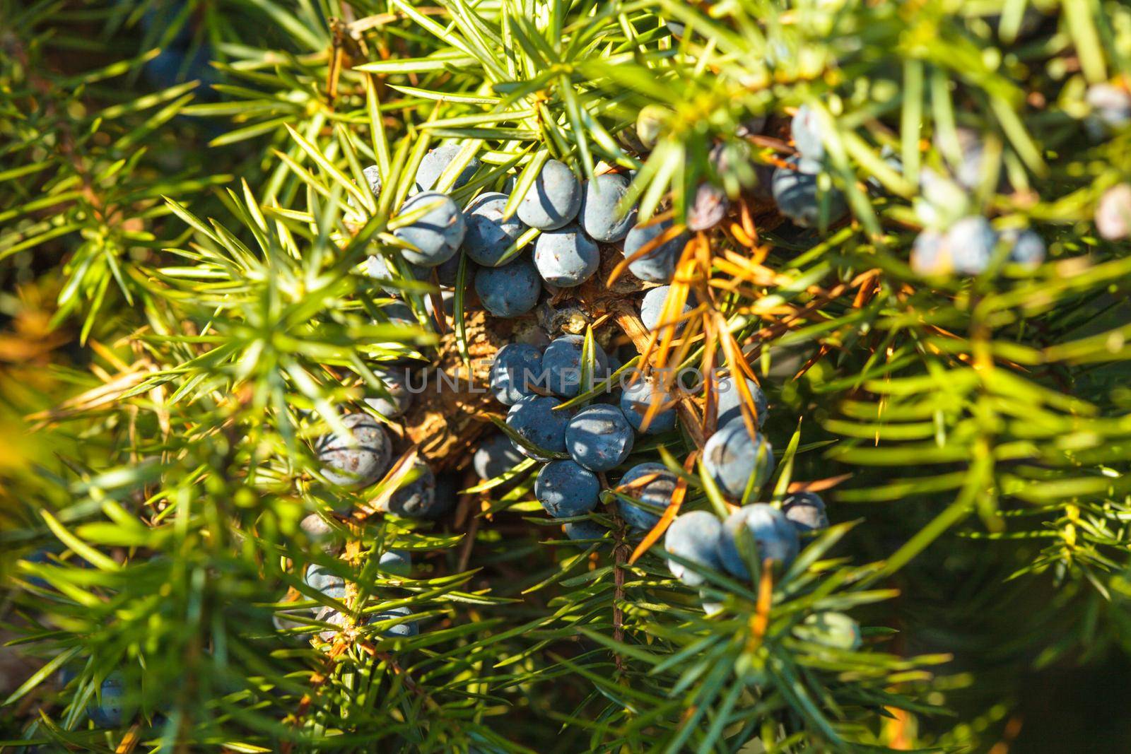 Juniper on the bush. Close up berries in the forest