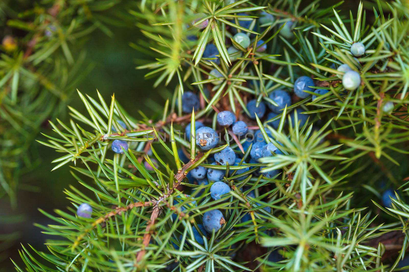 Juniper on the bush. Close up berries in the forest