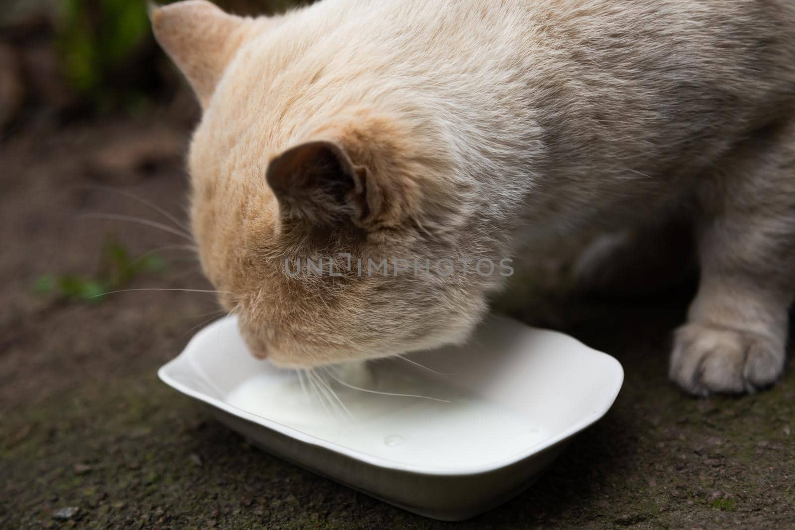 Homeless cat with orange-white fur eats. Close-up. Animal Care Concept.