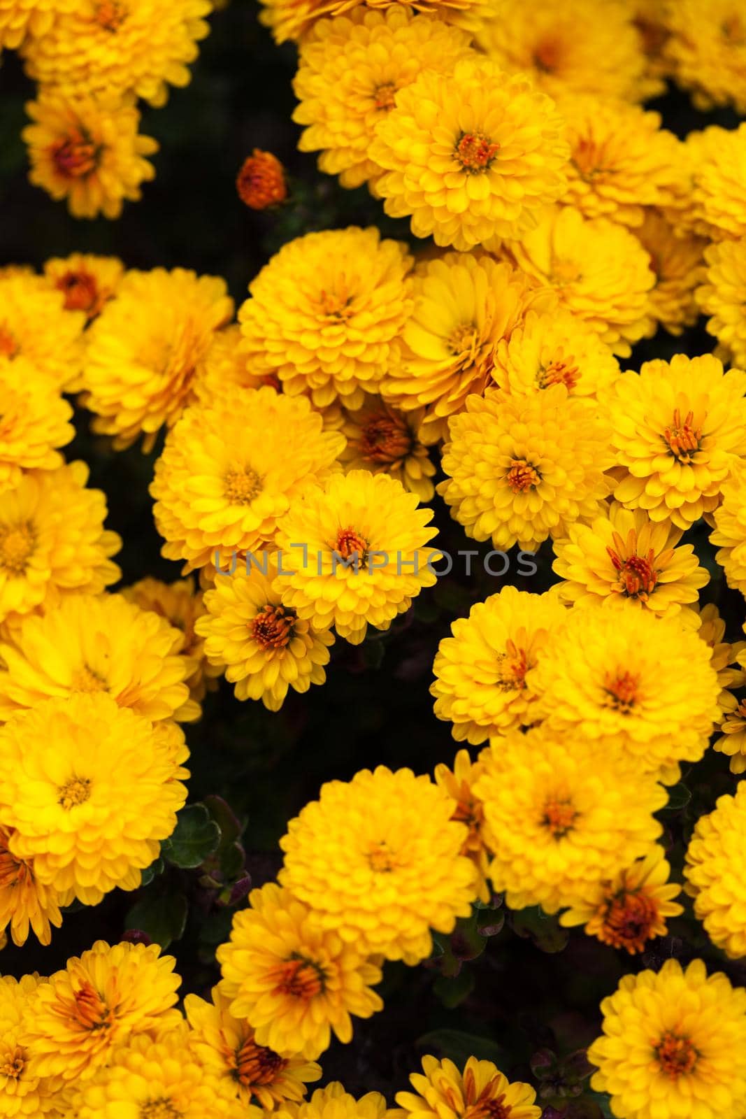 Yellow chrysanthemum flowers close up on the bush