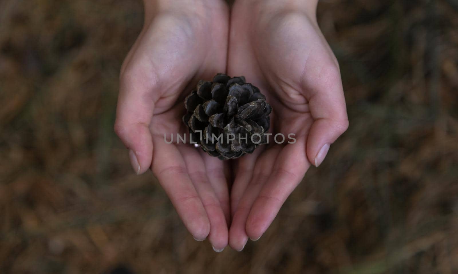 Close up of woman hand holding a pine cone with a natural blurred background. Little girl holds cone in her hands