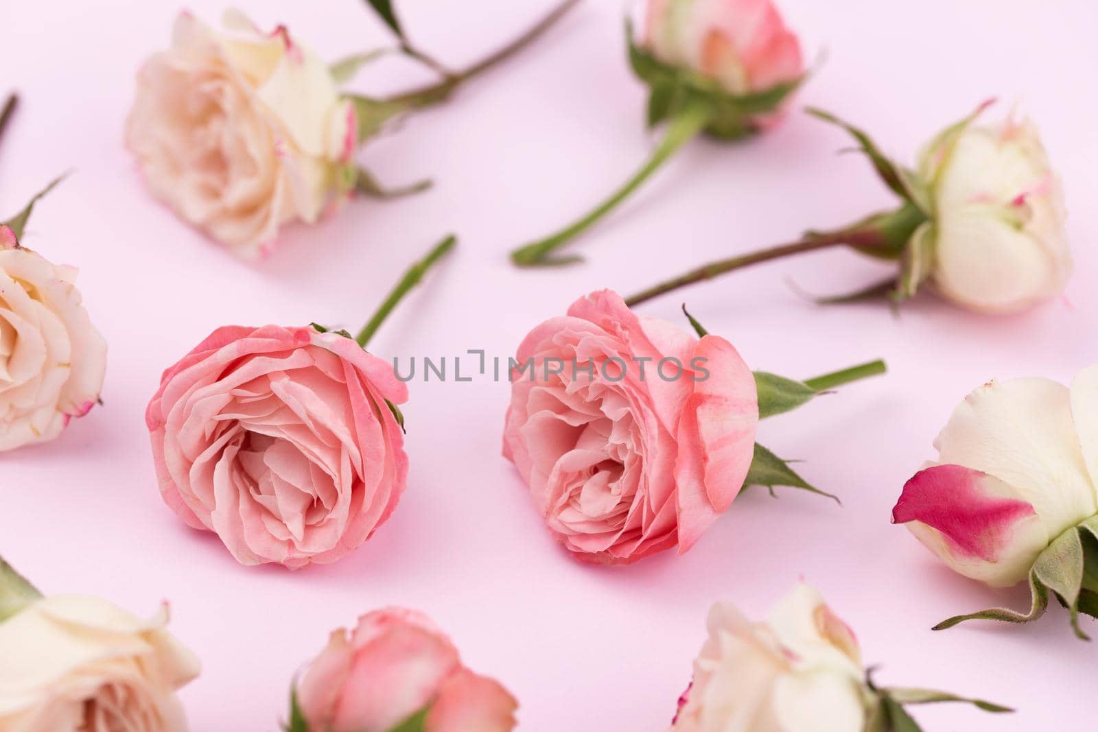 Background or pattern of many delicate roses of white and pink.