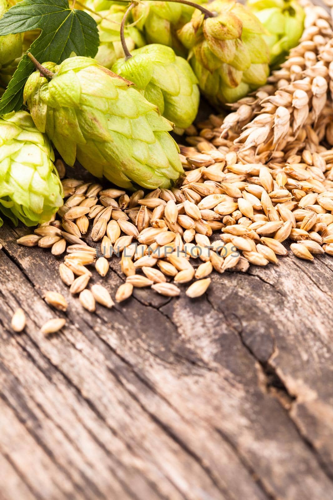 Barley and hops on a wooden background. Beer concept