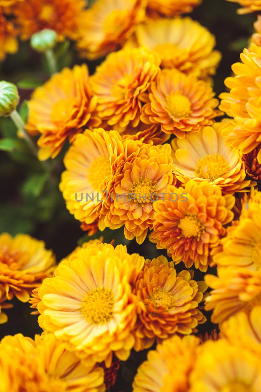 Orange chrysanthemum by oksix
