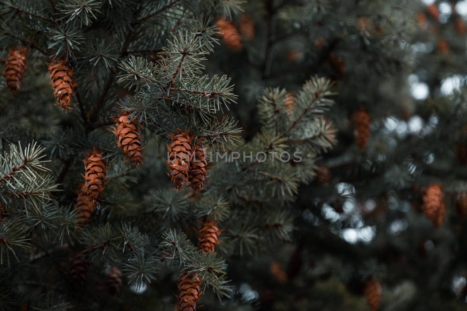 Cones on the branches of a large spruce. Beautiful Pine tree swaying in the wind