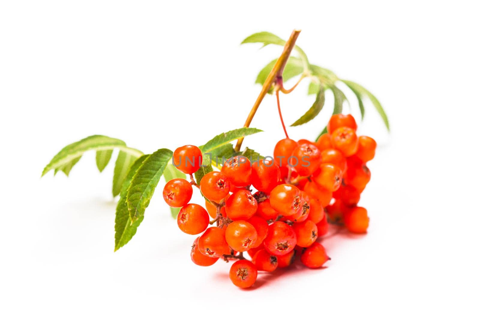 Rowan berries on a twig with leaves isolated on white