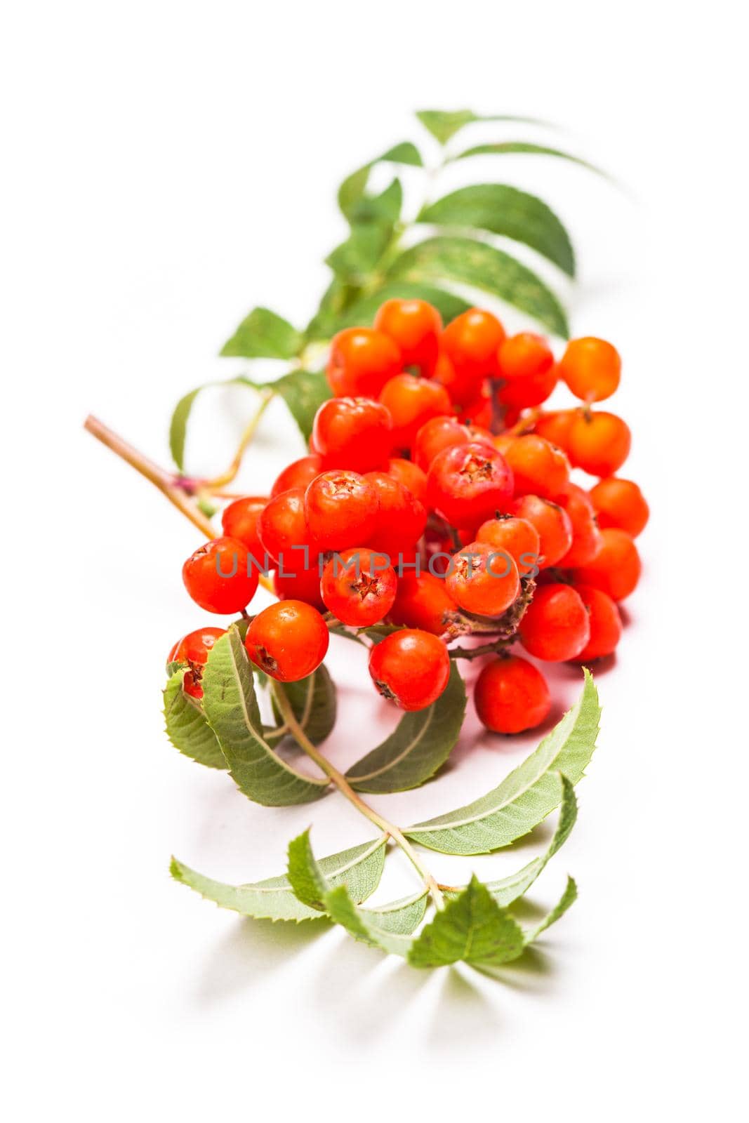 Rowan berries on a twig with leaves isolated on white