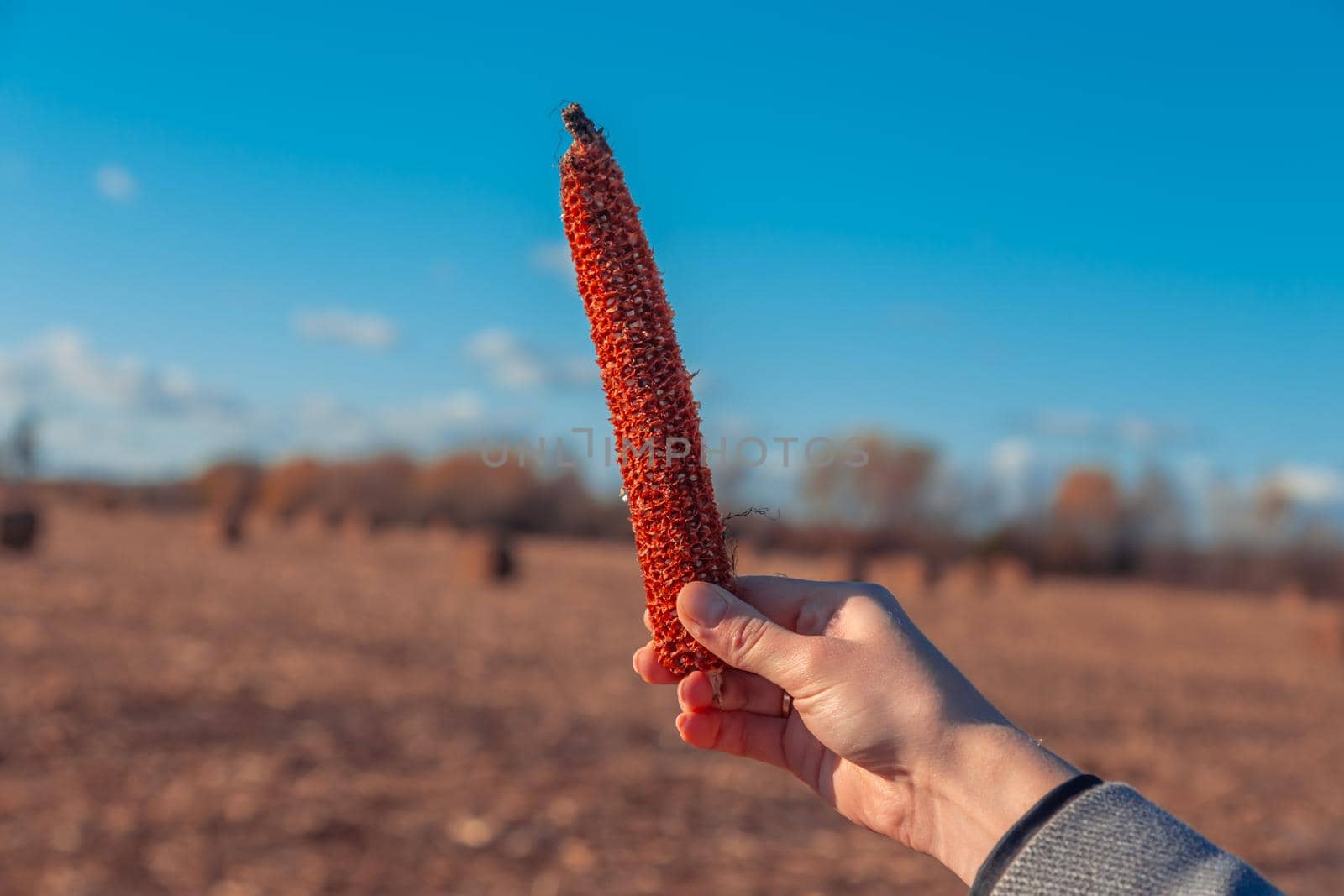 hand holds empty swing of red corn on the background of hay and sky.