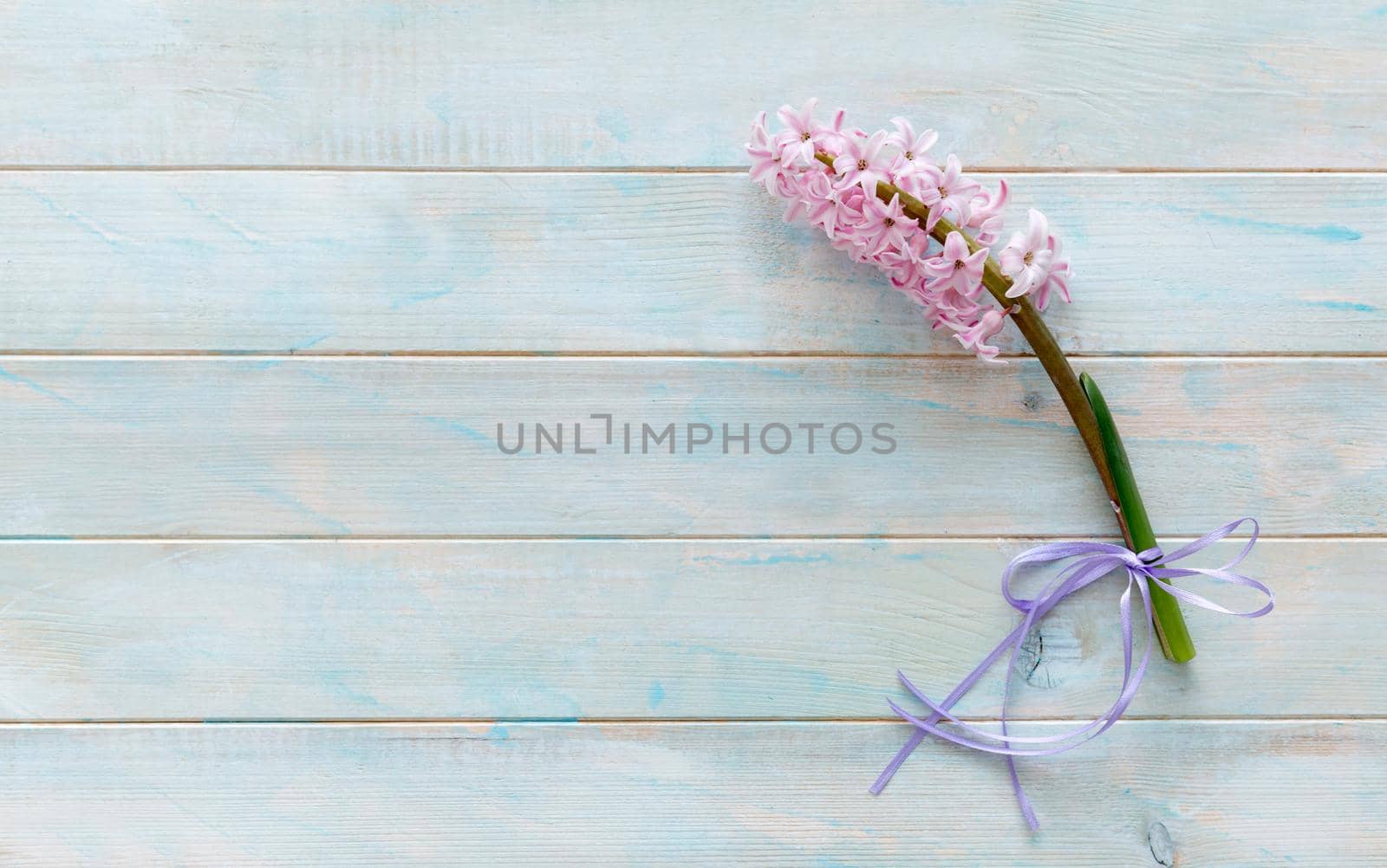 Branch of pink hyacinth flowers by tan4ikk1