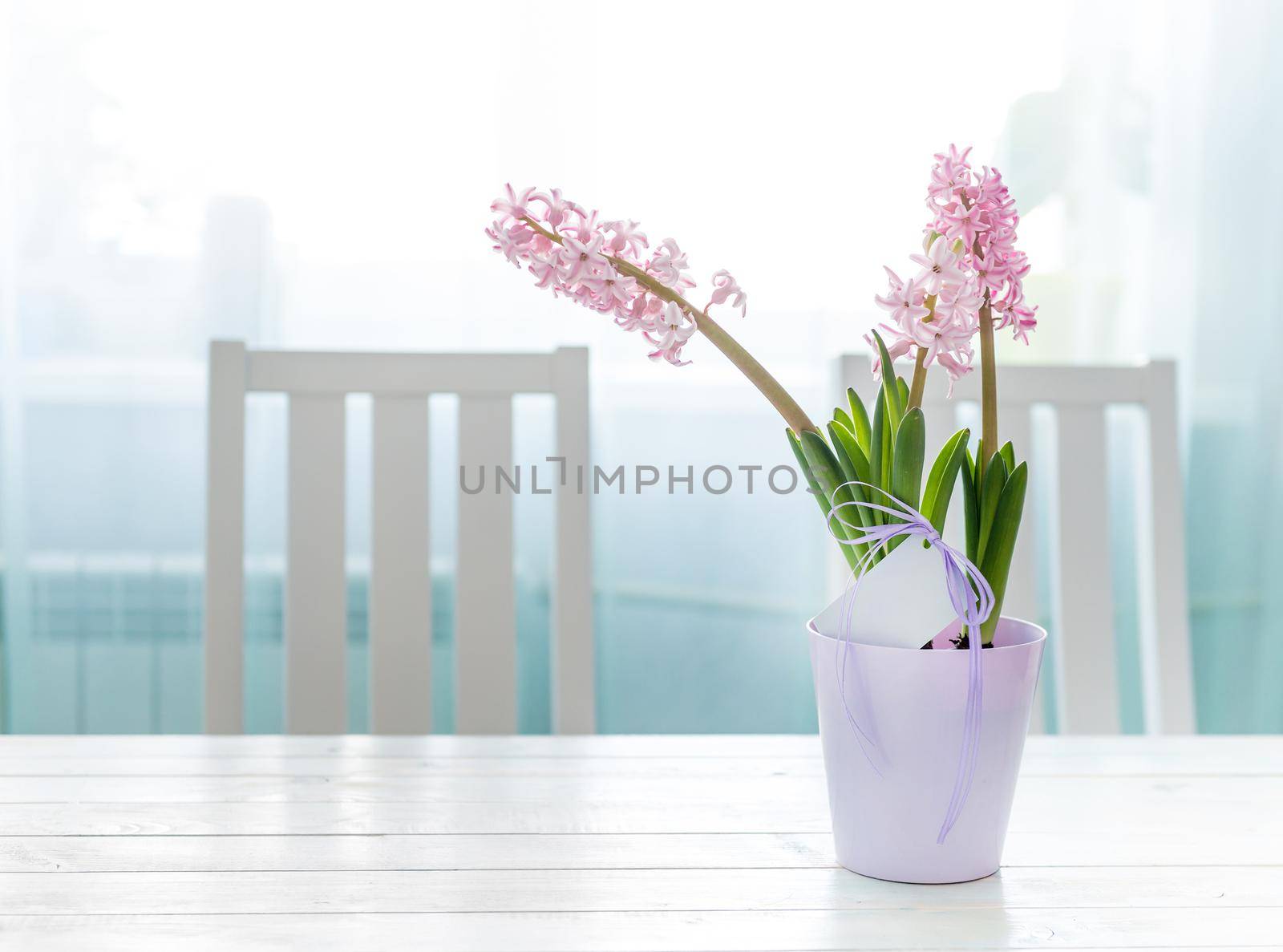 Pink hyacinth flowers plant with greeting card by tan4ikk1