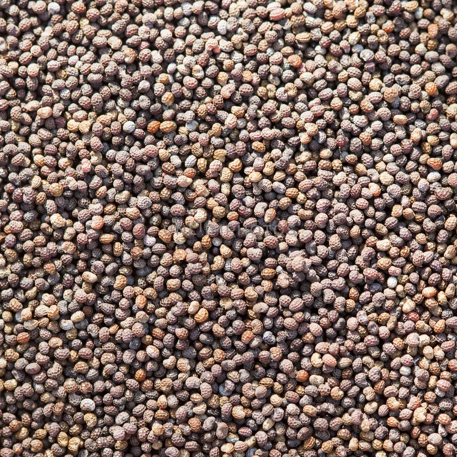 The poppy seeds close up as a background