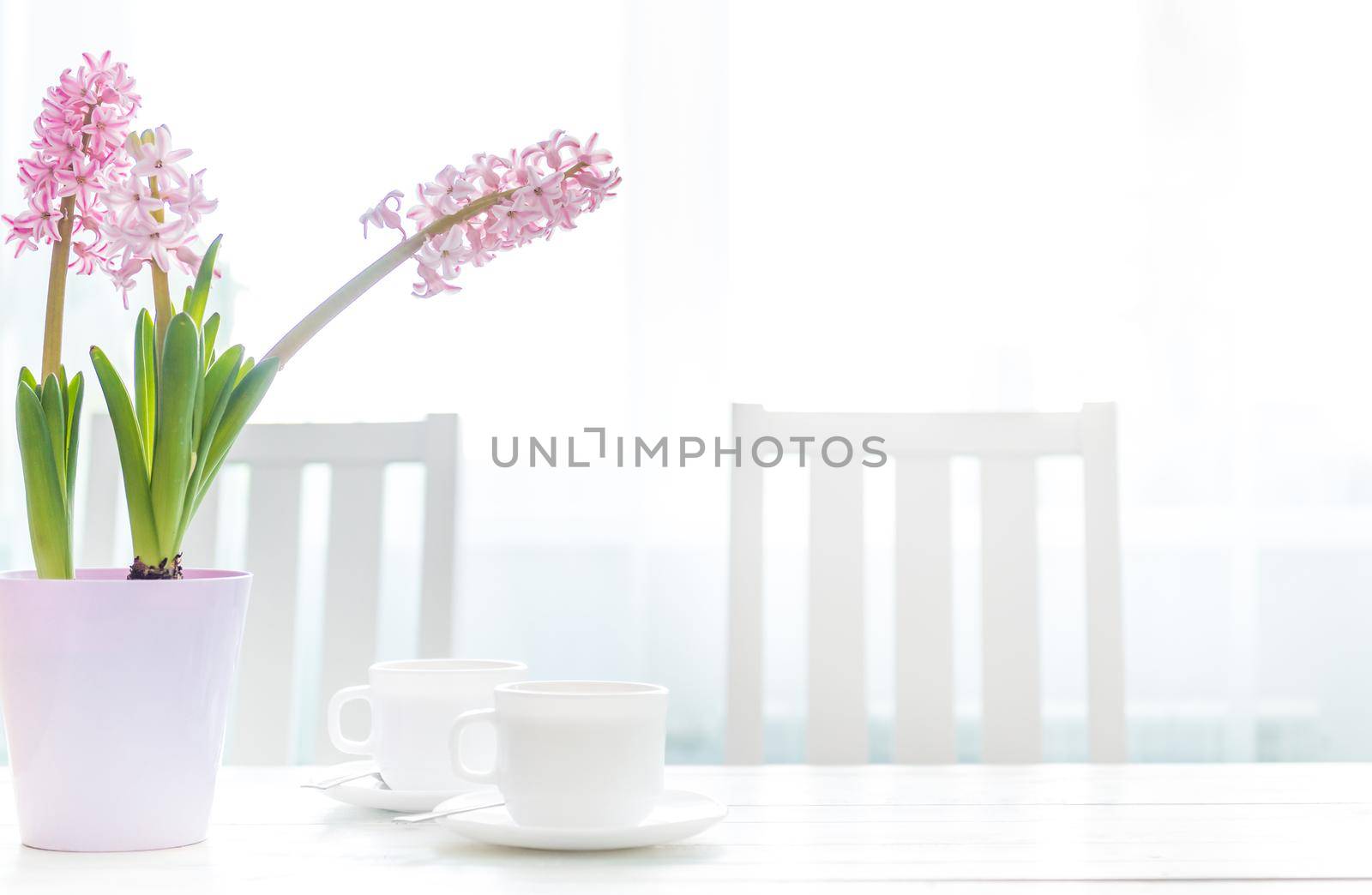 White cups of coffee with hyacinth flowers on the white table against window. Breakfast for Valentine's Day. Morning coffee