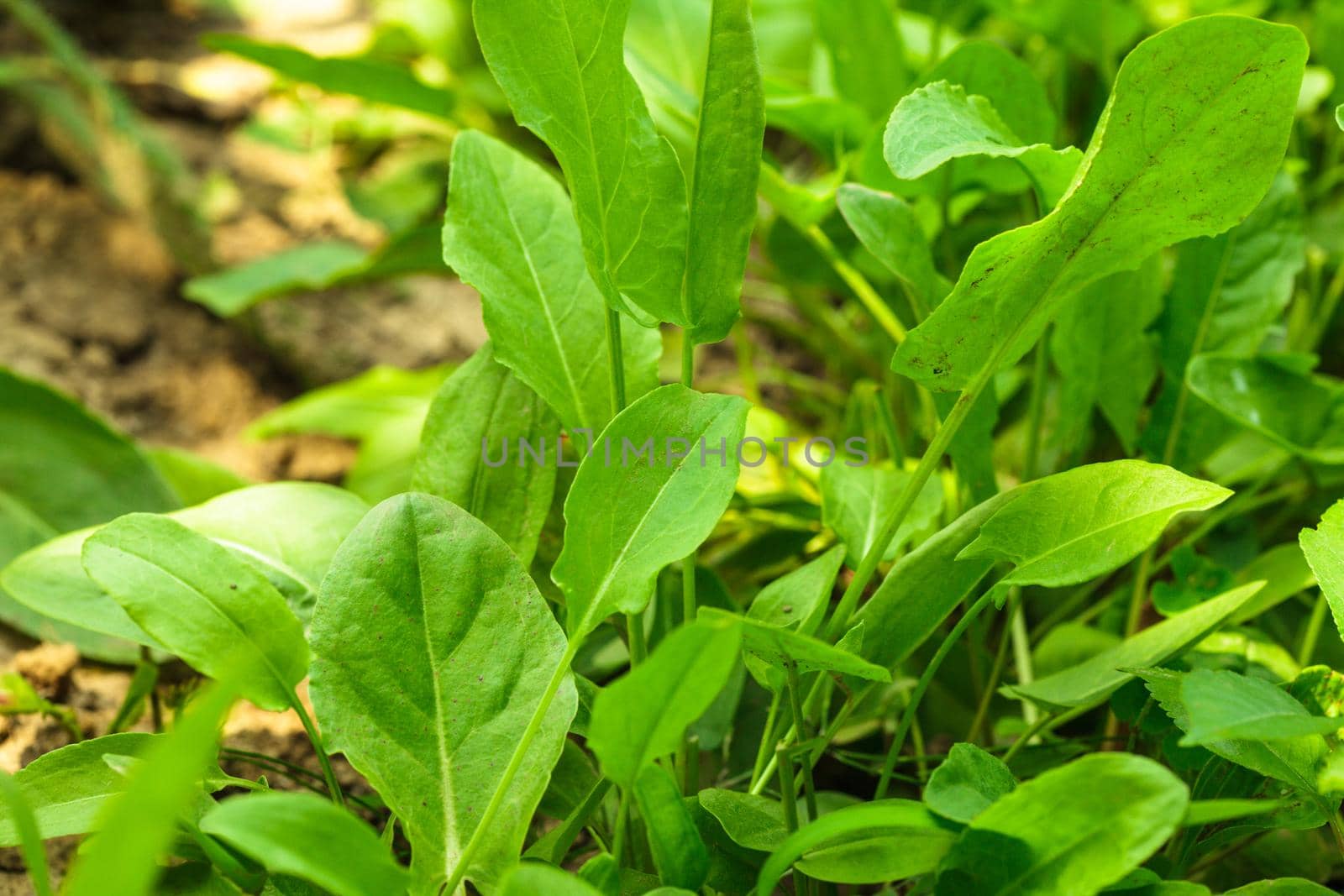 Sorrel in a garden close up the leaves