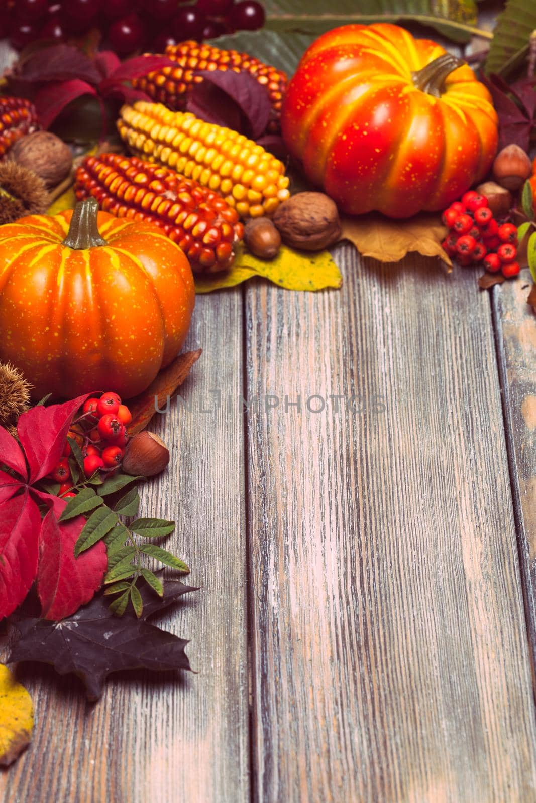 Thanksgiving still life - berries, nuts, corn and pumpkins with copy space