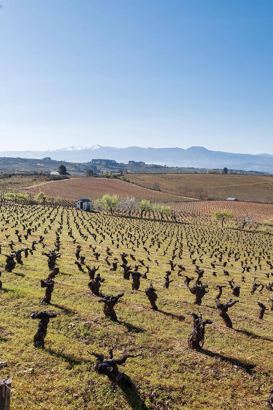 Old trunks of wine grape plants in rows in vineyard in april. wine production in Galicia, Spain. Beautiful agricultural landscape of spring field with blue cloudless sky, farm house and mountains